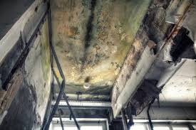 Trusted Oak Creek, WI Mold Removal Experts